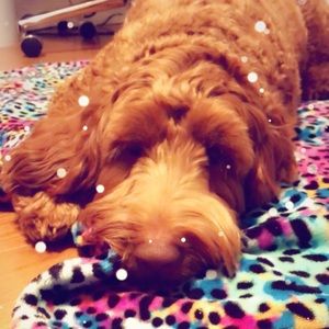 Meet your Posher, Audrey